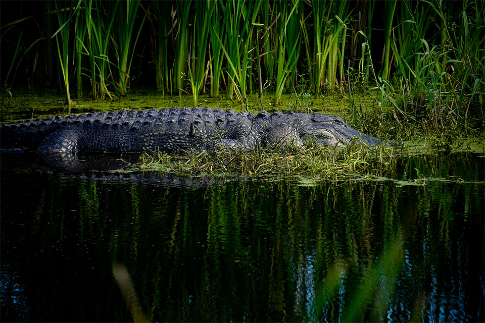 Alligator Basking