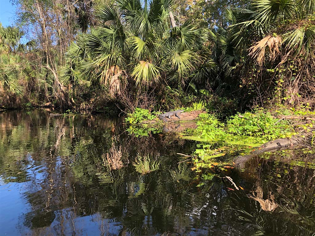 Alligator basking on a log