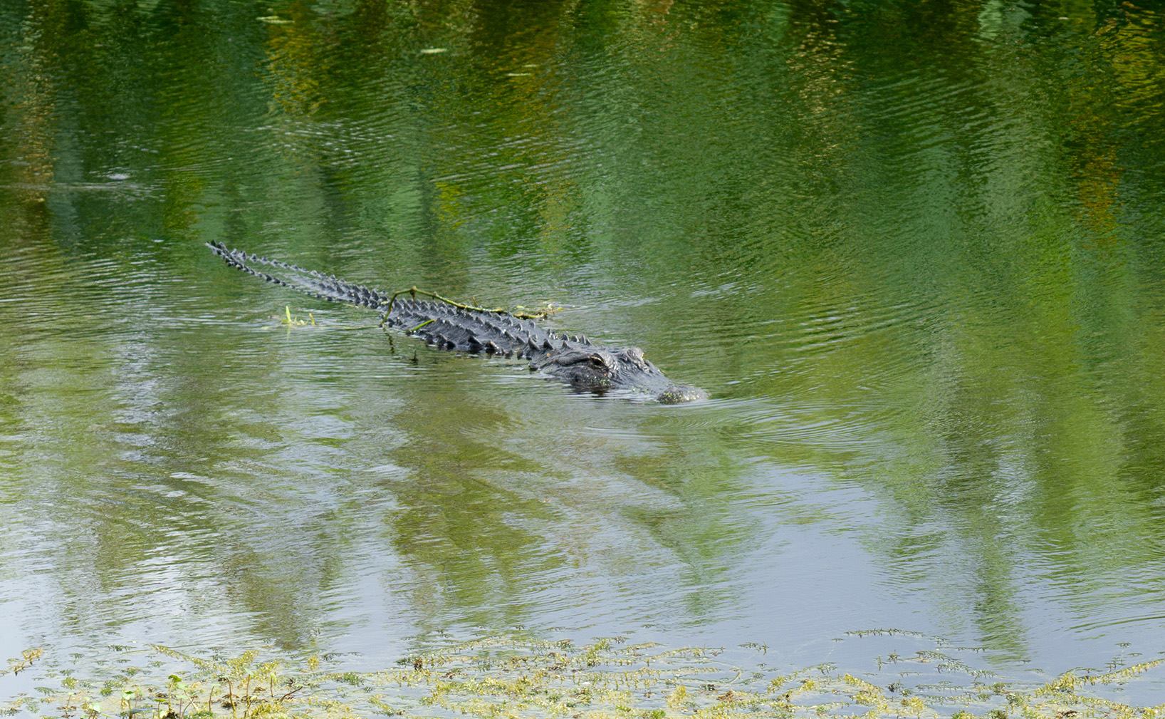 Alligator crusing along with a vine on his back
