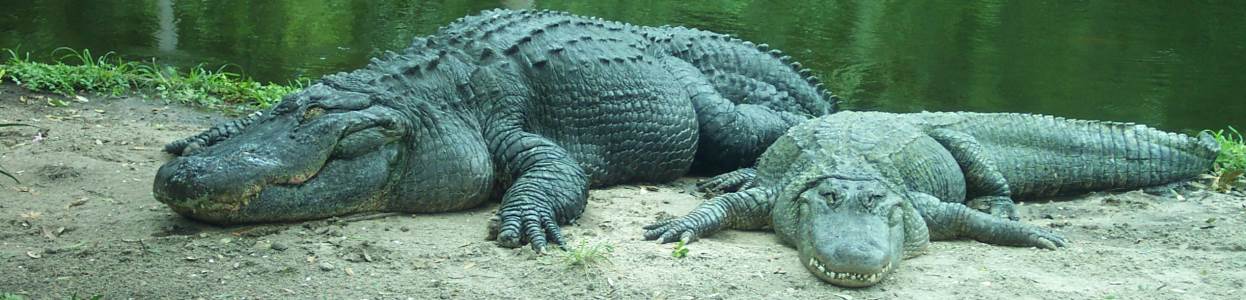 Alligators banner